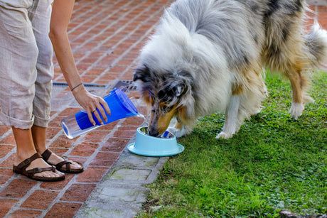 El agua también importa: cómo influye su calidad en la salud de tus mascotas